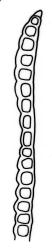 Fissidens dubius, leaf cross-section, margin of vaginant lamina. Drawn from J.K. Bartlett 23383, WELT M007506.
 Image: R.C. Wagstaff © Landcare Research 2014 